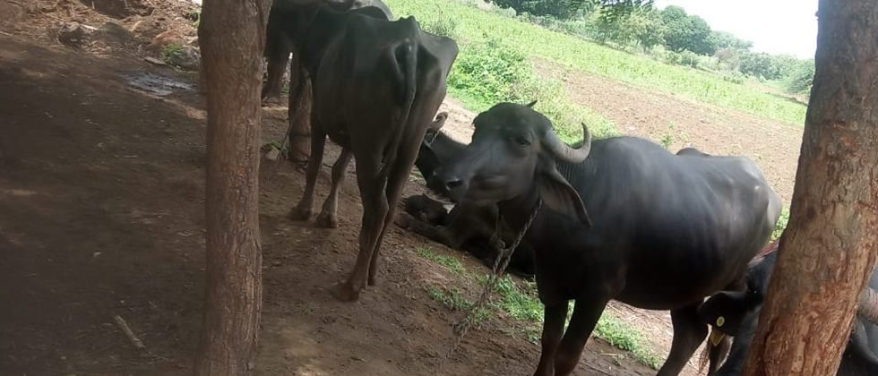 Raising of milch buffaloes