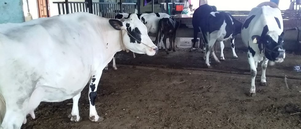  cows