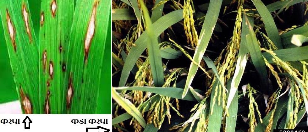 control of diseases in paddy 