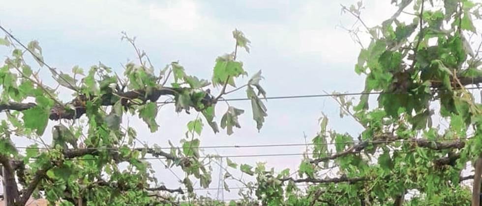 सांगलीत पाऊस, गारपीट फळबागांचे मोठे नुकसान Sangli rain, hail Major damage to orchards