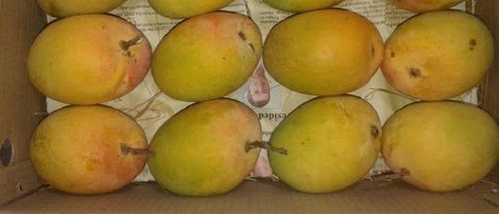 Action if other mangoes are sold as hapus