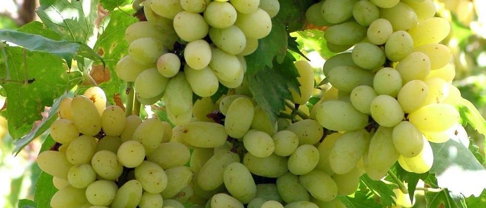 Grape growers cheated of Rs 11 lakh