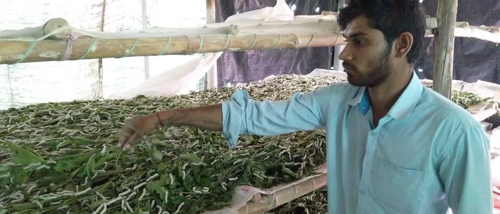 उस्मानाबादमधील शेतकऱ्यांना  रेशीम शेतीतून फायदा  To the farmers in Osmanabad Benefit from silk farming
