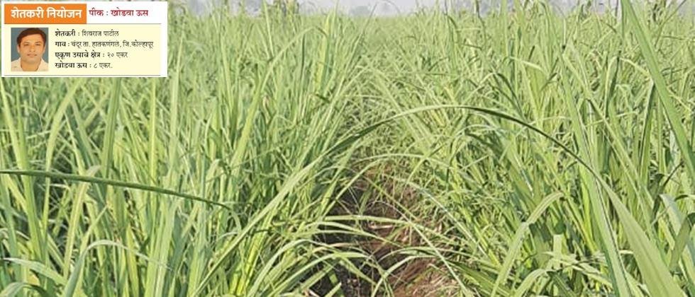 Sugarcane in Shivraj Patil's field.