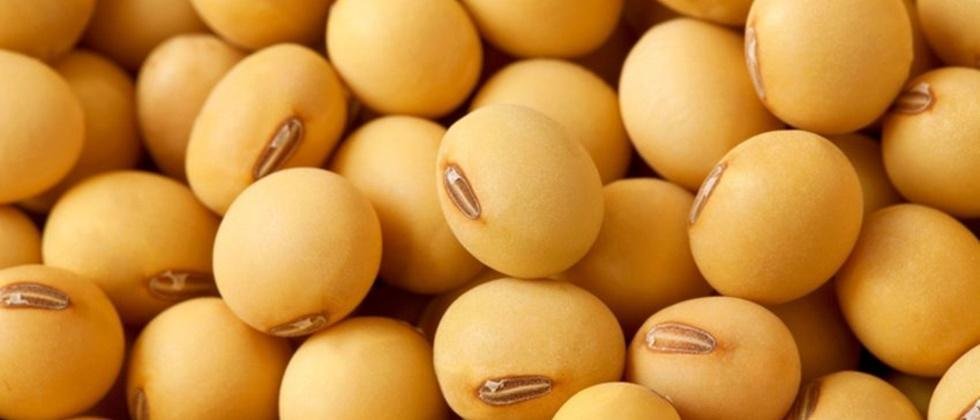 Soybean seed scarcity possible due to rate hike