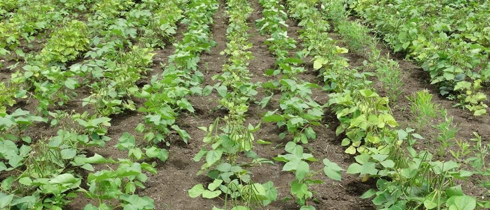 Cotton and green gram intercropping method