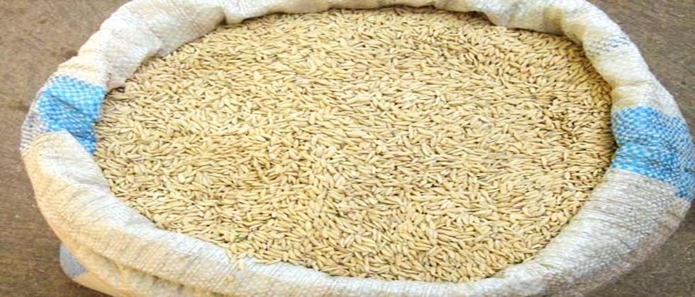 45 lakh quintals of paddy likely to be spoiled in East Vidarbha