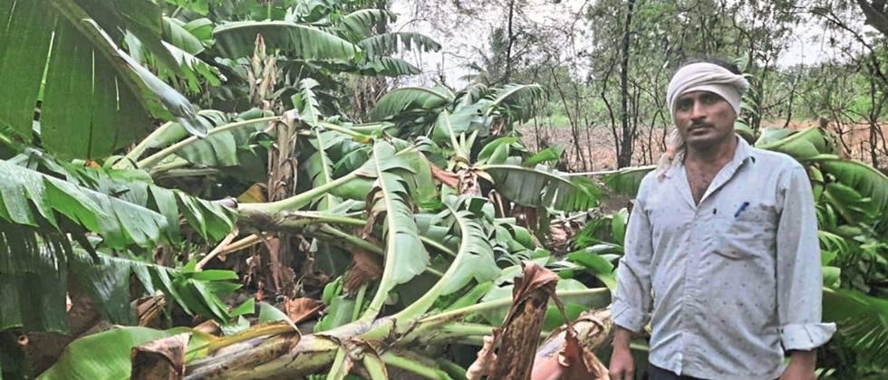 Rain in Parbhani taluka Damage to crops including bananas
