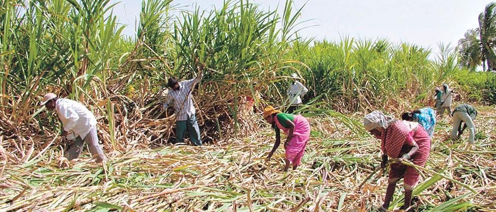  Sugarcane in Nanded division 94 lakh tonnes of threshing