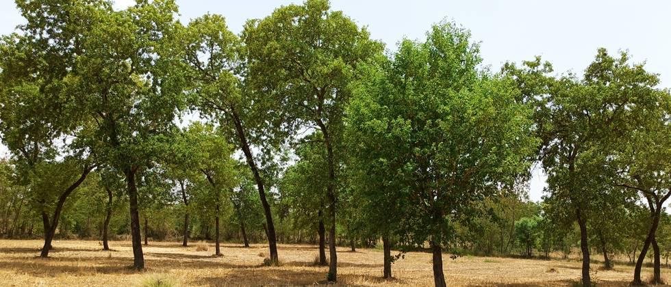 Shisav cultivation in forestry.