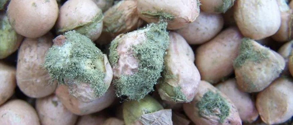 Peanuts with aflatoxin fungi.