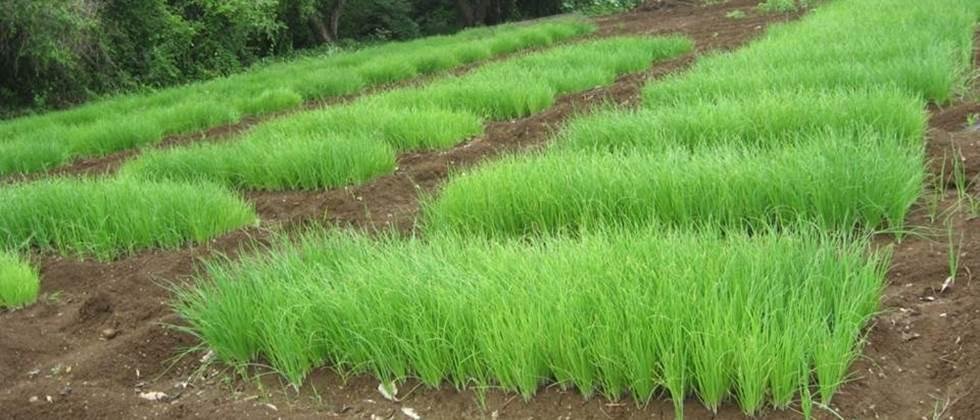 The area under summer onion cultivation is increasing