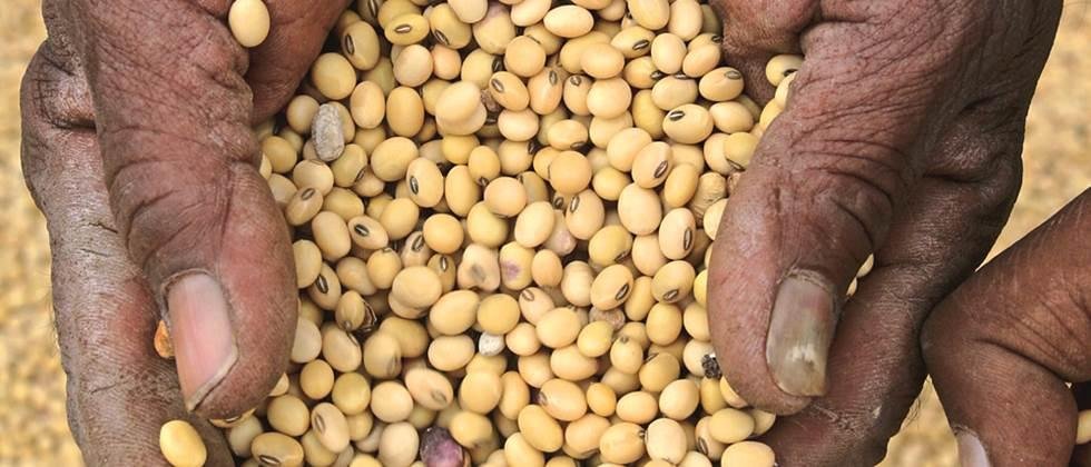 Aurangabad: Summer soybeans spread over 18,000 hectares in Aurangabad, Jalna and Beed districts