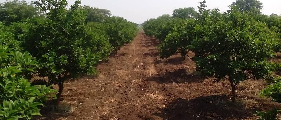Soil fertility is important for good growth of fruit trees.