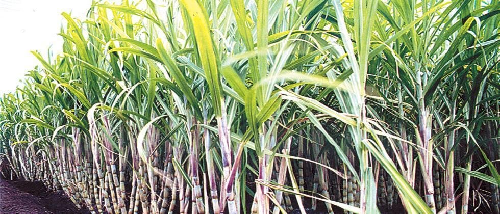 The remaining sugarcane is being harvested from neighboring factories