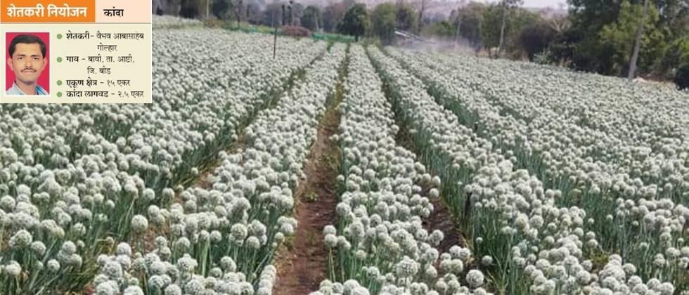 Onion seed production plot 